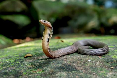 香港眼鏡蛇|眼鏡王蛇/過山烏 — HongKongSnakeID.com